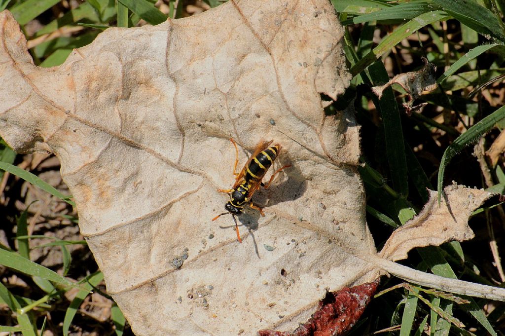 Polistes gallicus?